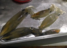 イカ釣りスポット到着